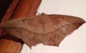 Brown Moth